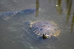 Trachemys venusta venusta