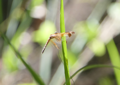 Neurothemis stigmatizans