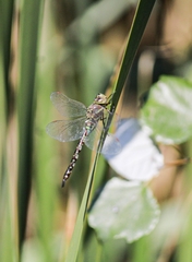 Rhionaeschna multicolor