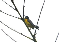 Ploceus bicolor bicolor