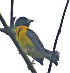 Ploceus bicolor bicolor