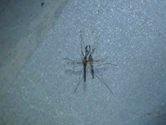Anopheles punctipennis
