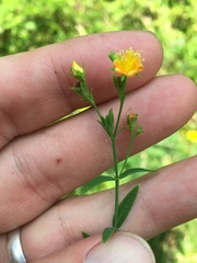 Hypericum virgatum