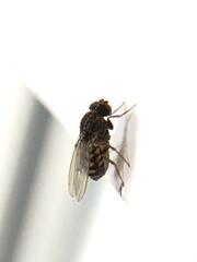 Drosophila repleta