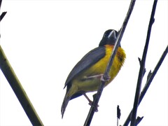 Ploceus bicolor bicolor