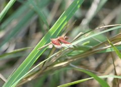 Neurothemis stigmatizans