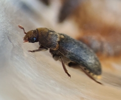 Dermestes