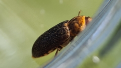 Dermestes