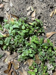 Parietaria floridana
