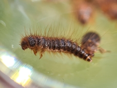Dermestes