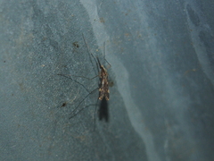 Anopheles punctipennis