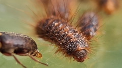 Dermestes