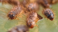 Dermestes