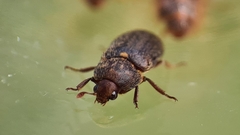 Dermestes