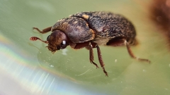 Dermestes
