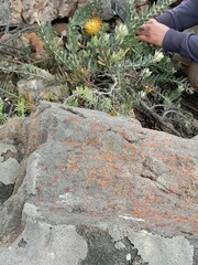 Leucospermum profugum