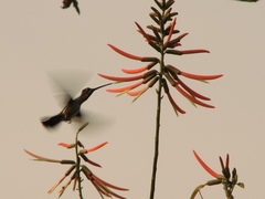 Heliomaster longirostris