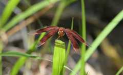 Neurothemis stigmatizans