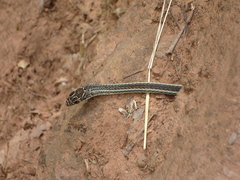 Masticophis taeniatus
