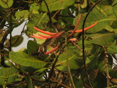 Heliomaster longirostris