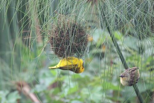 Northern Brown-throated Weaver (Ploceus castanops), photo 5