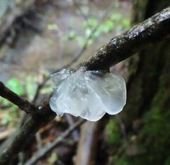 Tremella fuciformis