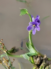 Pontederia vaginalis