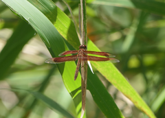 Neurothemis stigmatizans