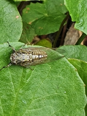 Physeema quadricincta