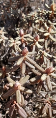 Rhododendron setosum