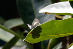 Eirmocides absimilis