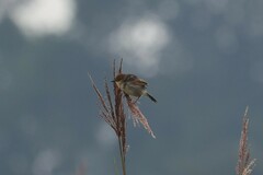 Cisticola marginatus