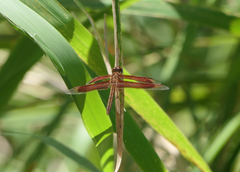 Neurothemis stigmatizans