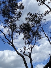 Eucalyptus banksii