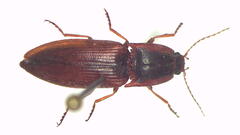 Crepidomenus victoriae