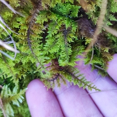 Thuidium