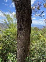Eucalyptus banksii