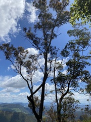 Eucalyptus banksii
