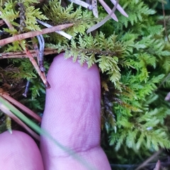 Thuidium