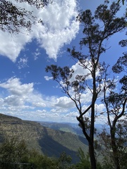 Eucalyptus banksii