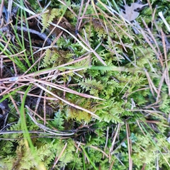 Thuidium