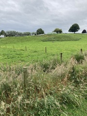 Todiramphus sanctus vagans