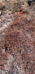 Bistorta vacciniifolia