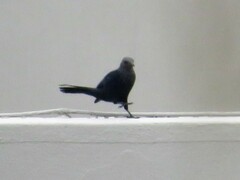 Onychognathus morio morio