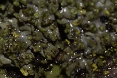 Phaeophyscia rubropulchra