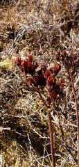 Rhodiola