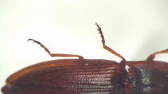 Crepidomenus victoriae