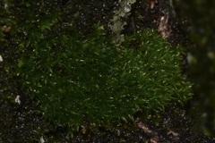 Ptychostomum pseudotriquetrum