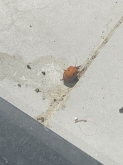 Tectocoris diophthalmus