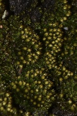 Ptychostomum pseudotriquetrum